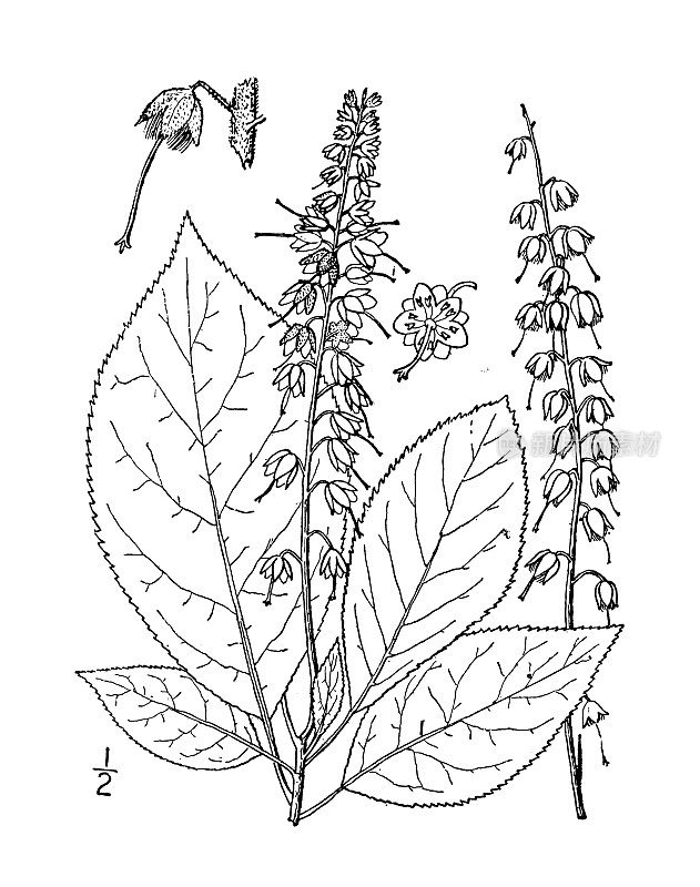 古植物学植物插图:Clethra acuminata，山甜椒